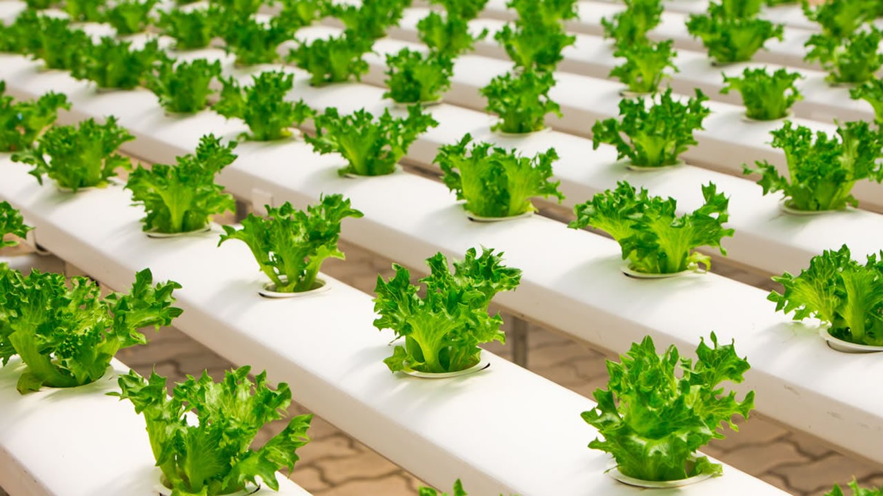 Como escolher o melhor imóvel rural para cultivo orgânico