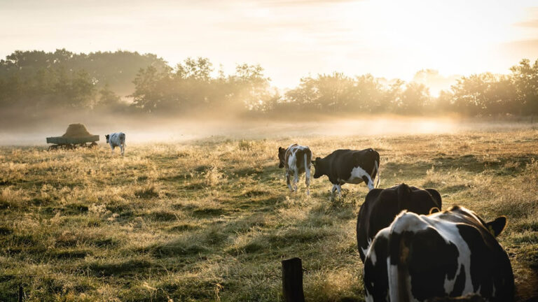 O que considerar ao comprar uma fazenda para criação de gado