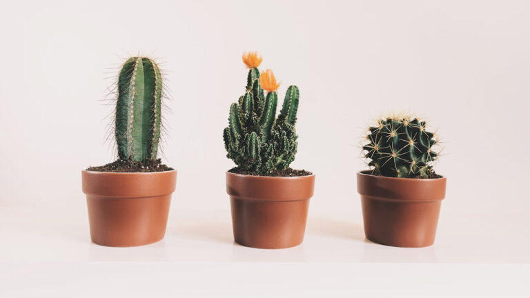 Quais plantas são mais adequadas para uma decoração de fazenda